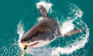 Great White Shark